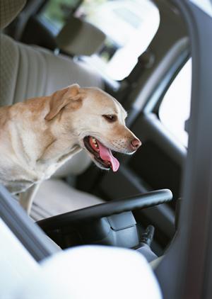 合宿免許でどんな出会いがあるか