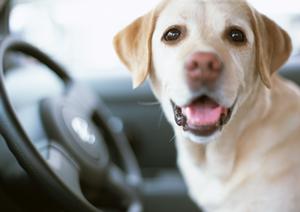車検にかかる価格について詳しくわかる